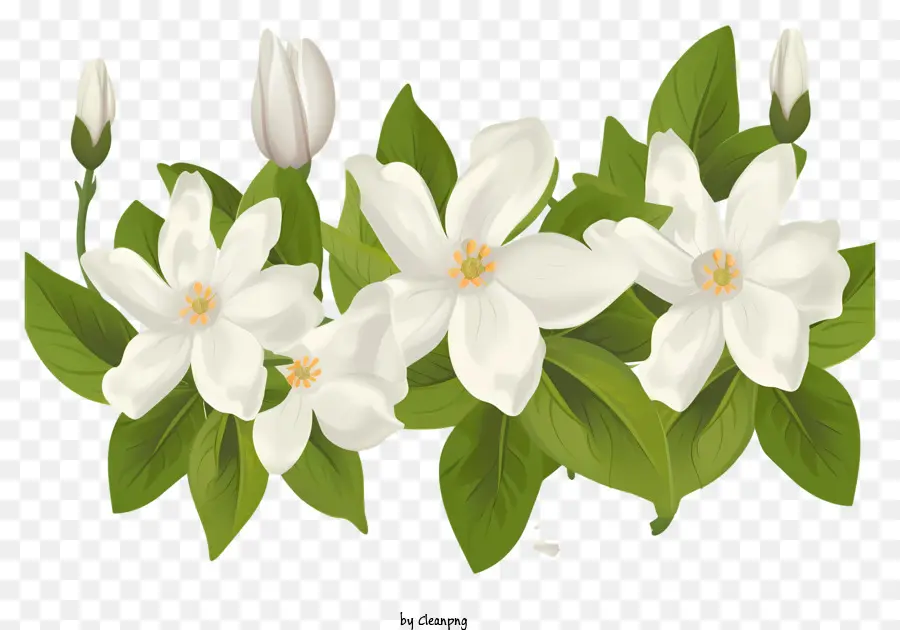 белые цветы，букет PNG