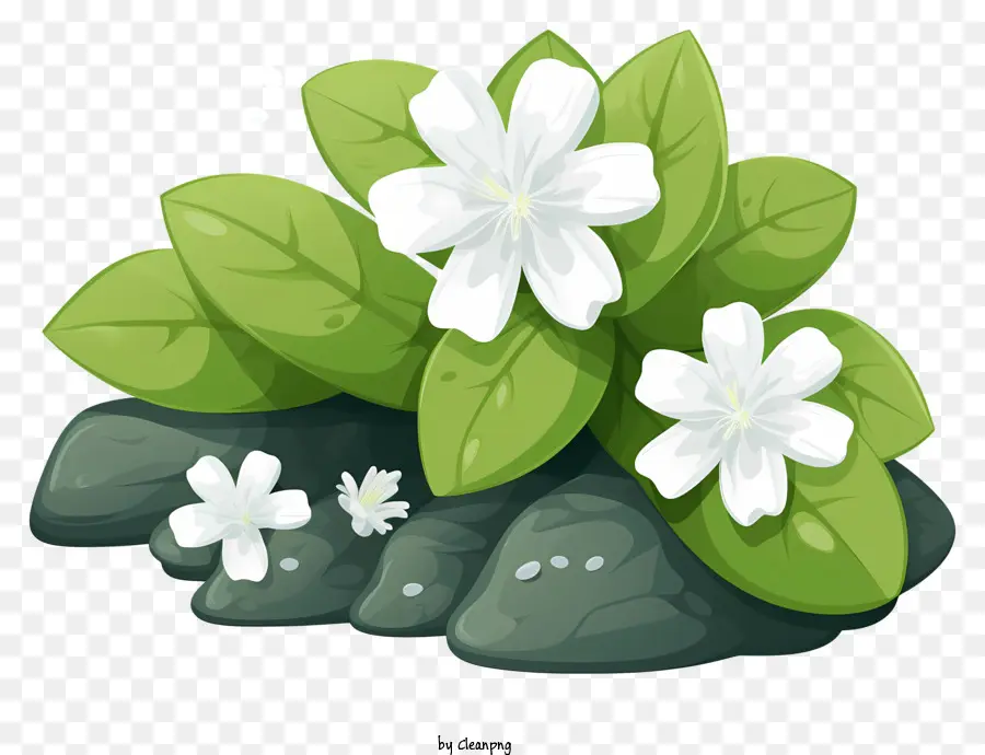 цветы，белые цветы PNG