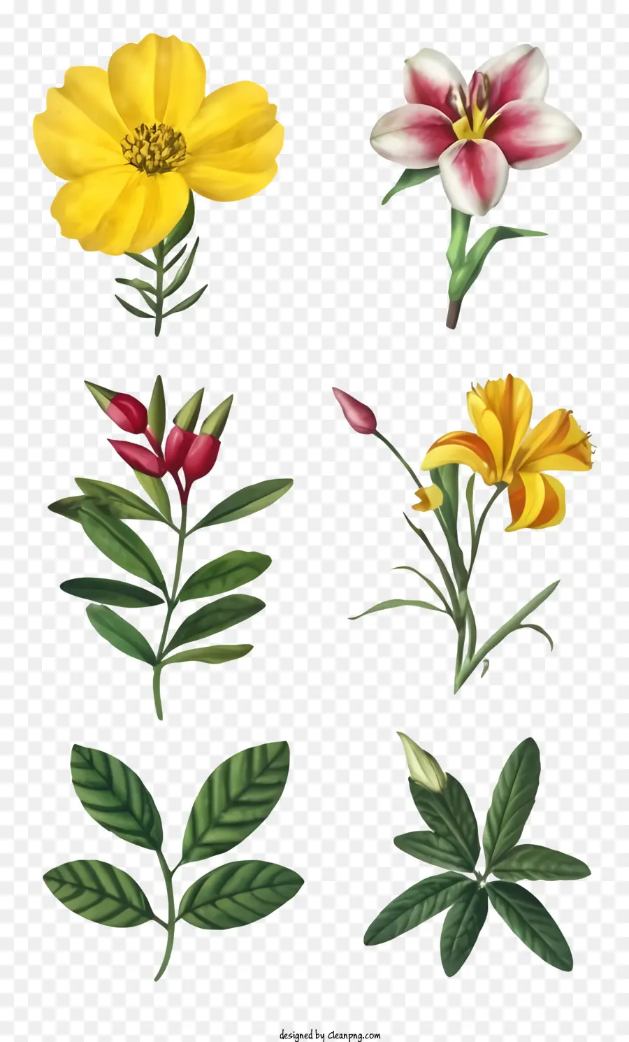 Цветочные растения，красные цветы PNG