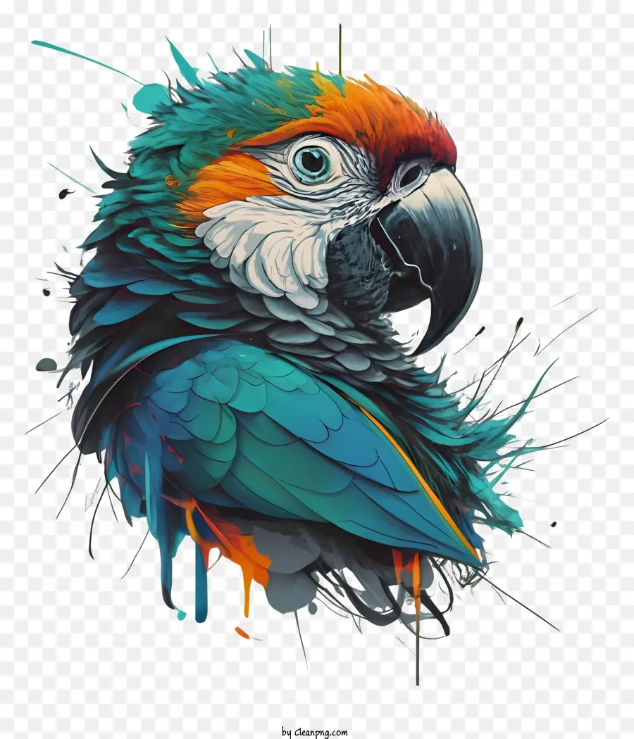 Попугай，яркие цвета PNG