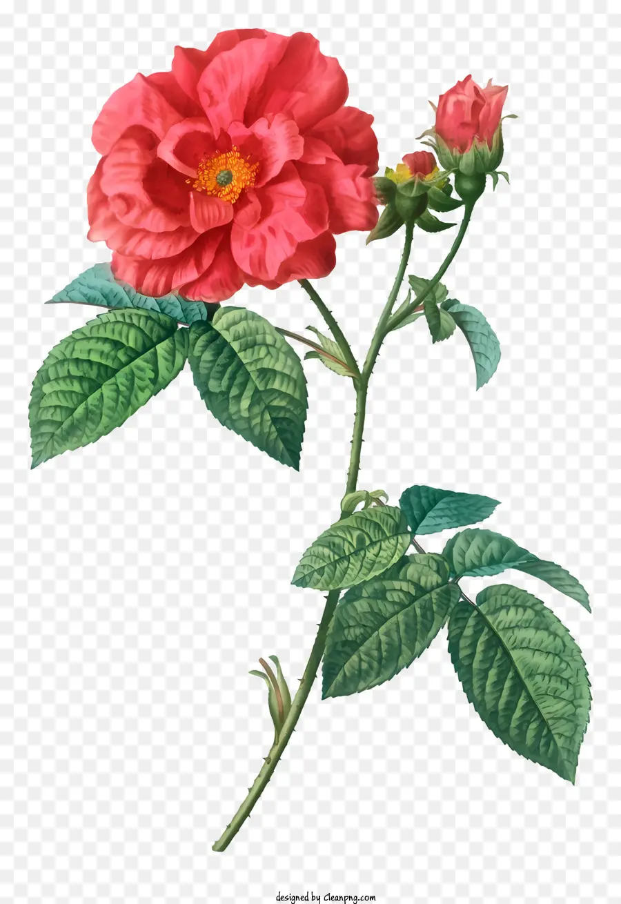 черно белое изображение，красная роза PNG