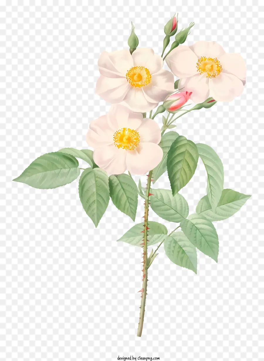 Белая Роза，лепестки PNG
