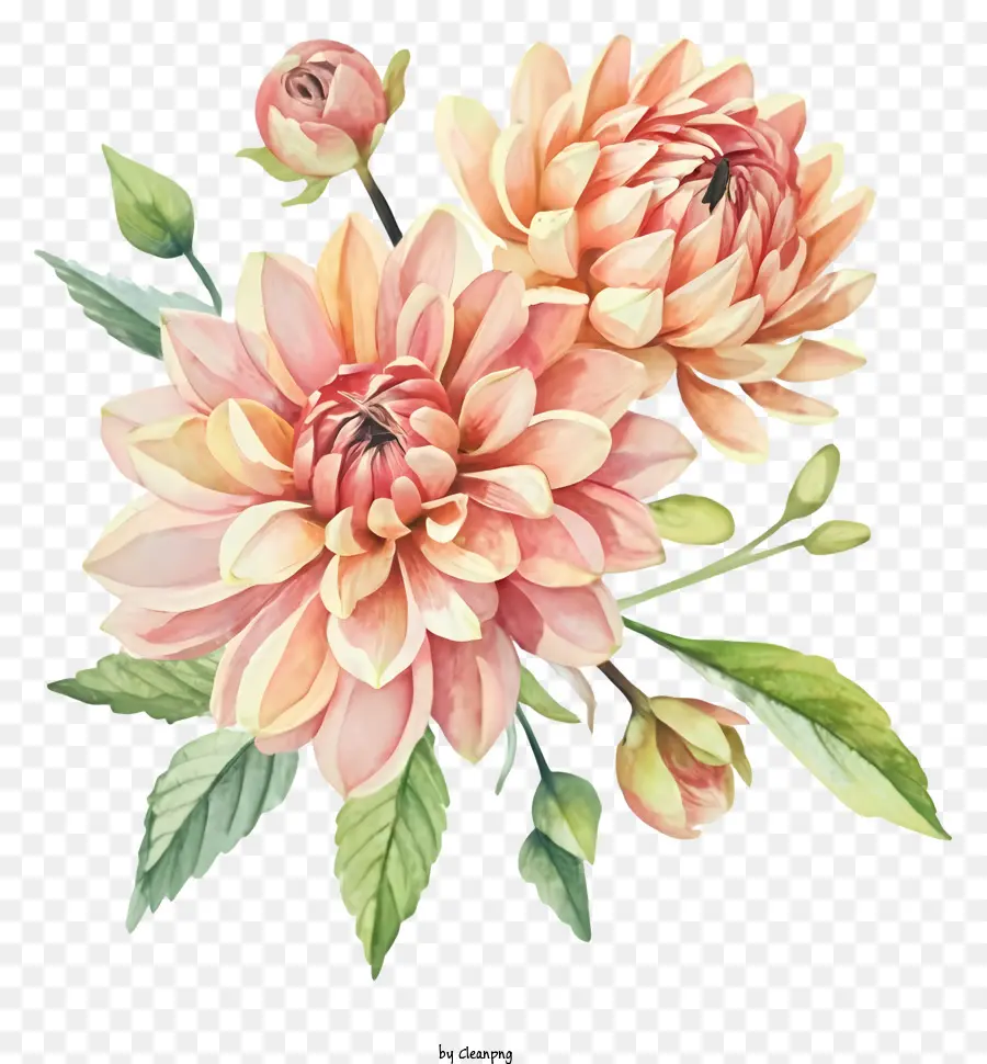 акварельная живопись，персиковые цветные цветы Dahlia PNG