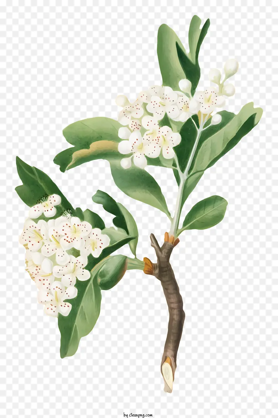 Филиал，белые цветы PNG