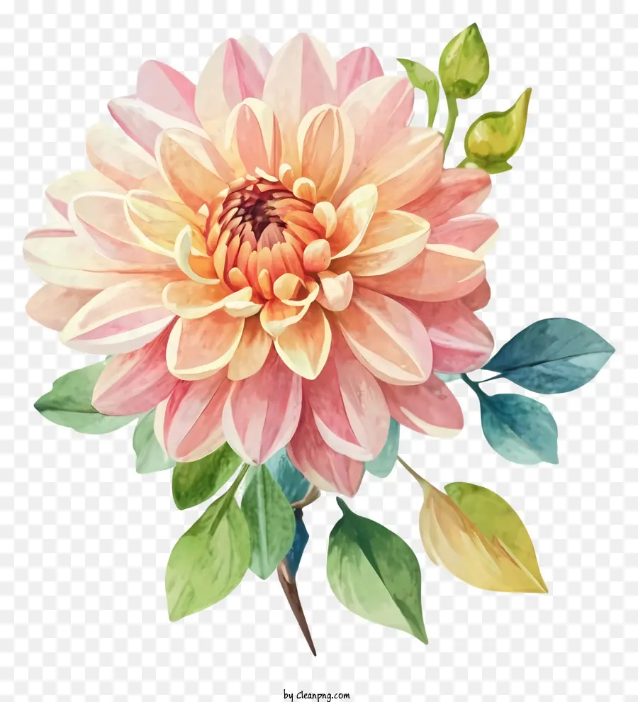 Розовый Георгин，цветок живопись PNG