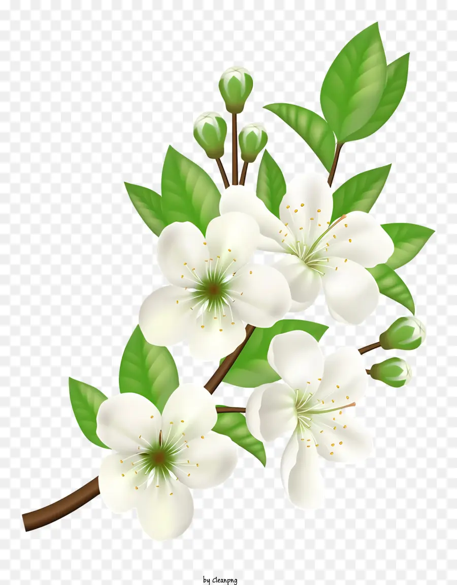 ветвь с белыми цветами，Полный цветок цветов PNG