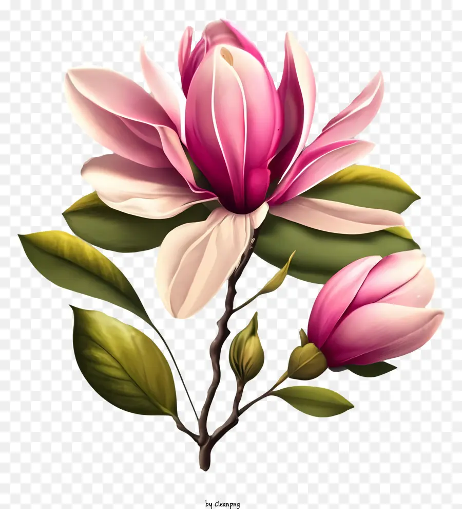 розовый цветок，зрелый цветок PNG