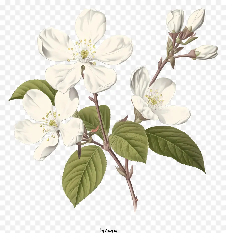 белый цветок，яблоневый цвет PNG