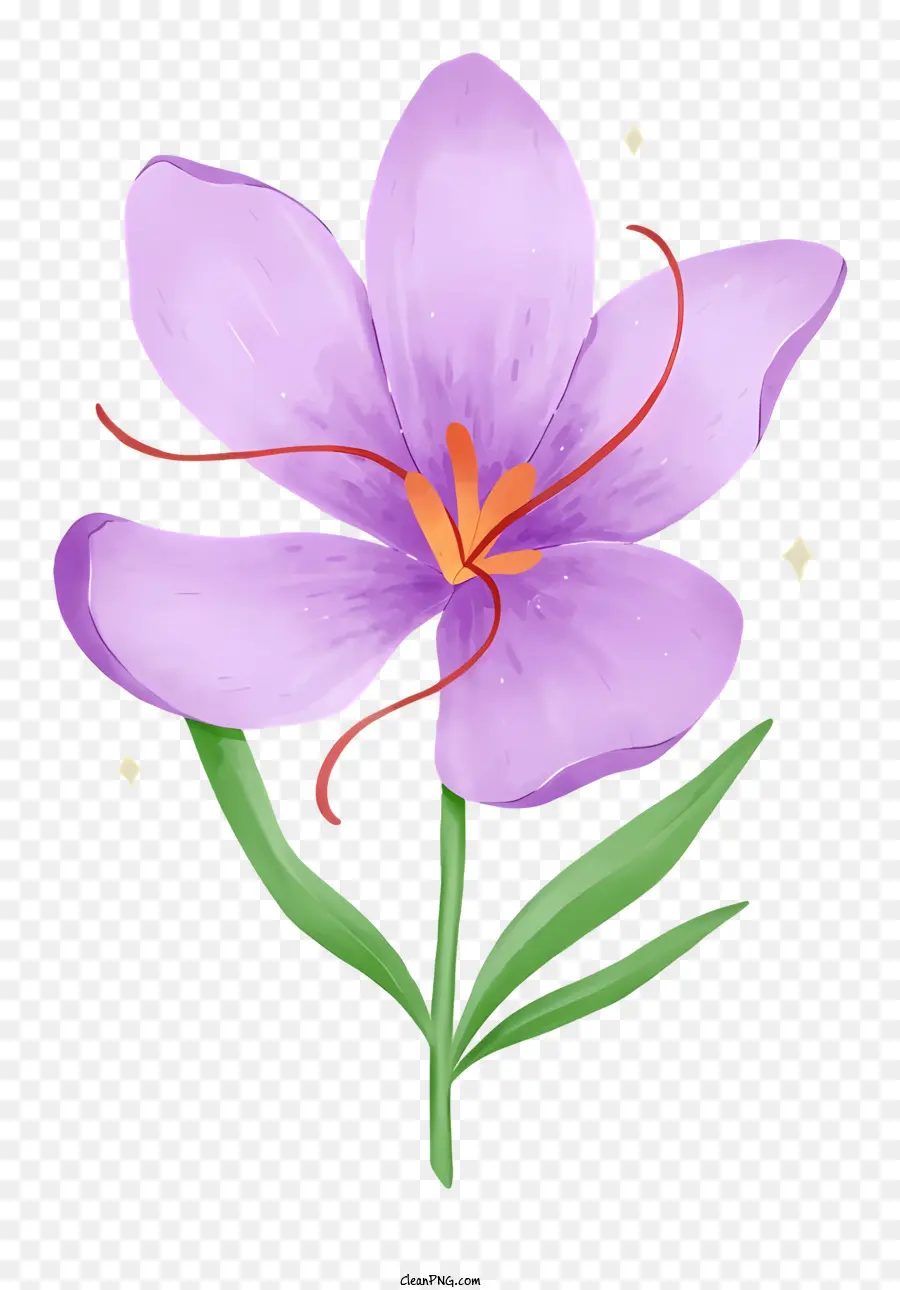 фиолетовый цветок，закрыть вид PNG
