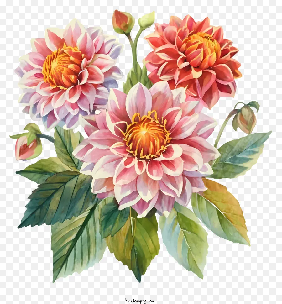 Дафна цветы，Цветочная картина PNG