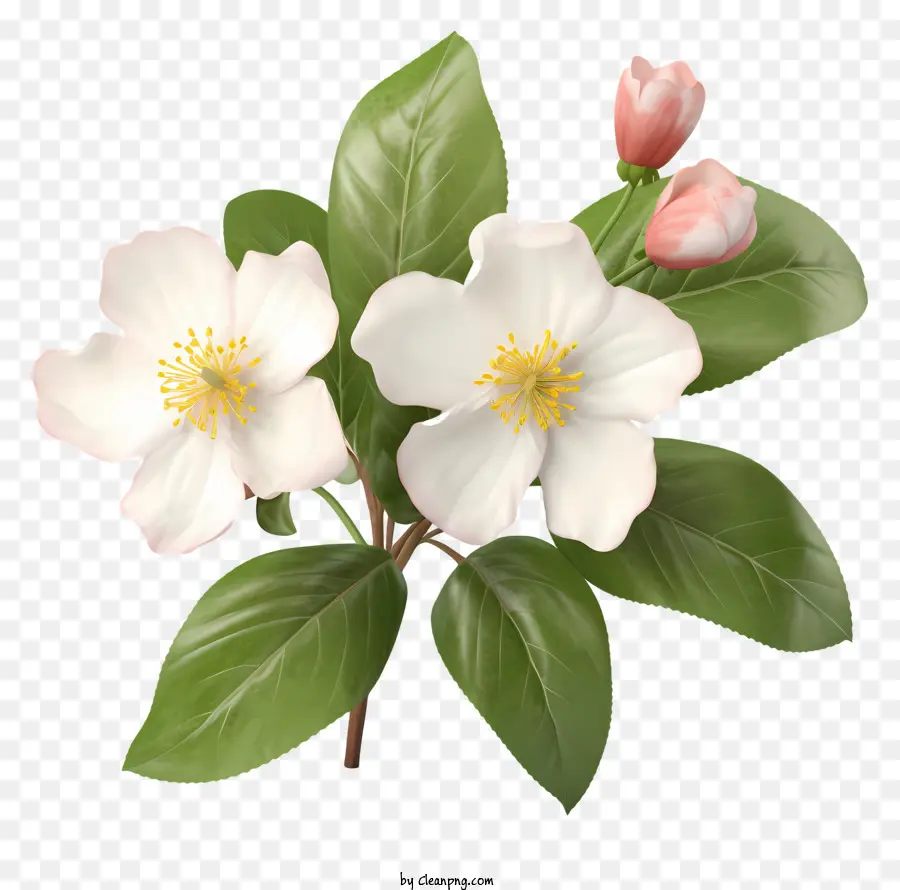 белые цветы，розовые лепестки PNG