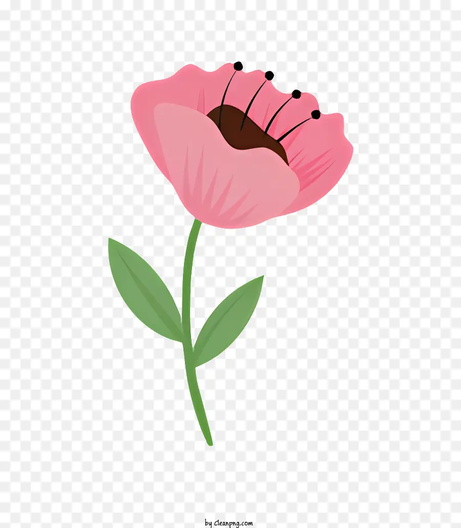 розовый цветок，черный фон PNG