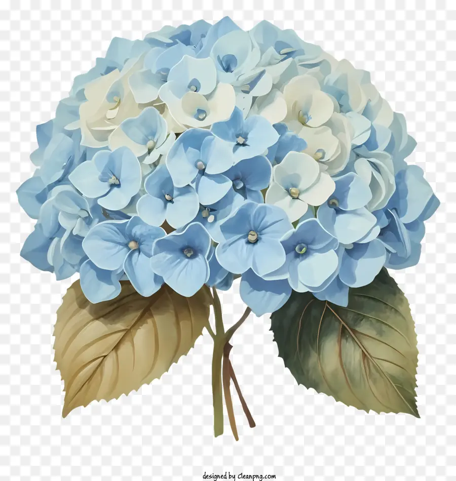 Bouquet Of Flowers，синие и белые цветы PNG