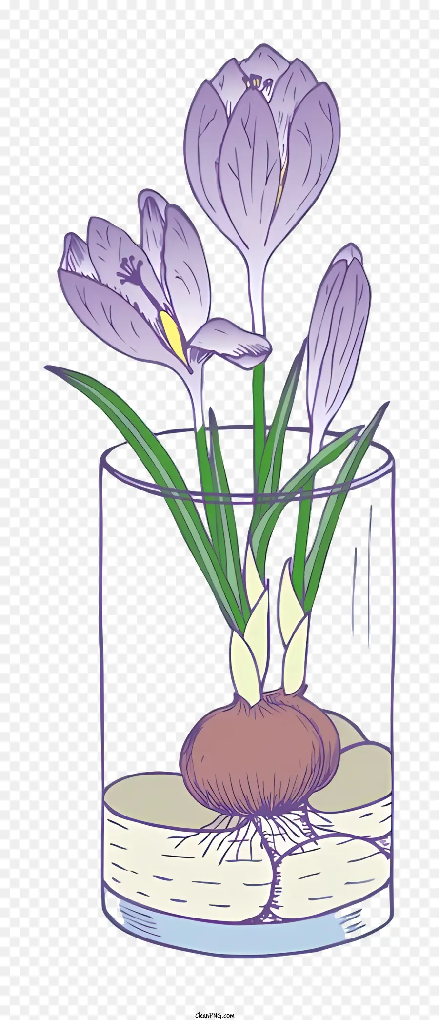 Фиолетовый крокус цветы，Ваза PNG