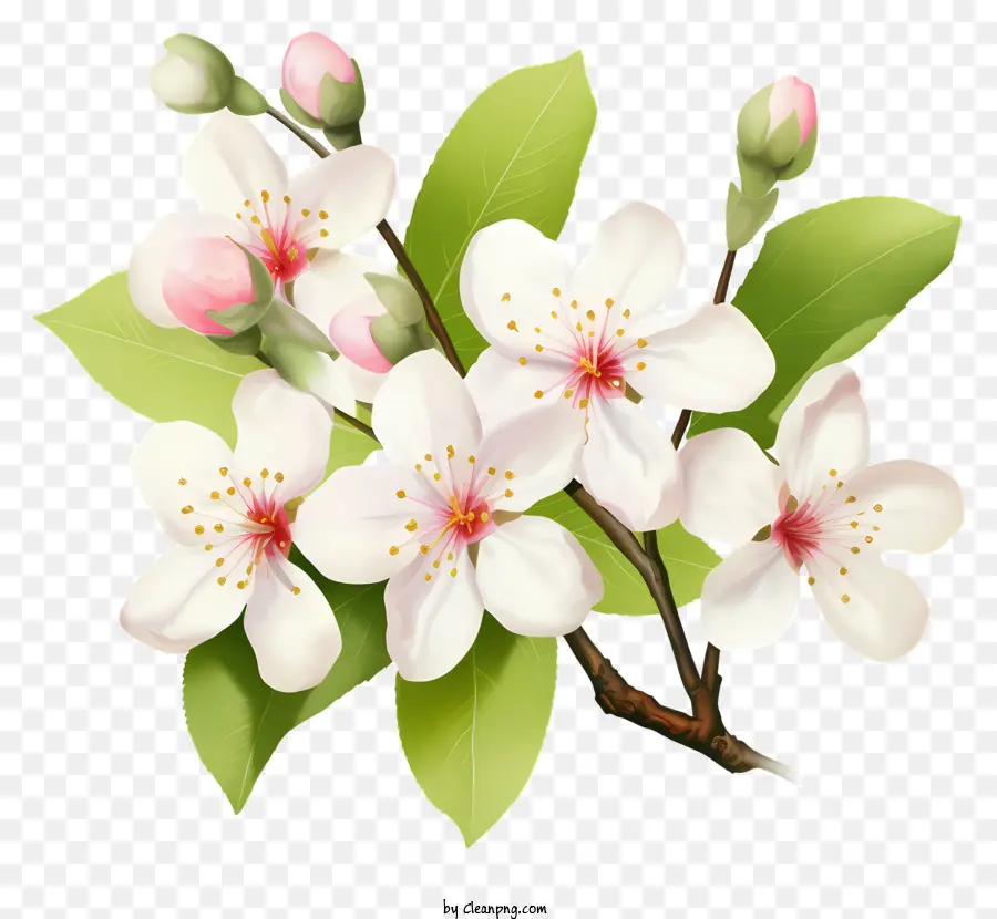 вишни，Blooming Tree PNG