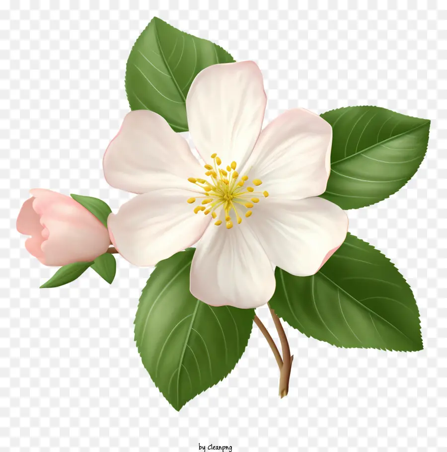 цветок，Белые лепестки PNG