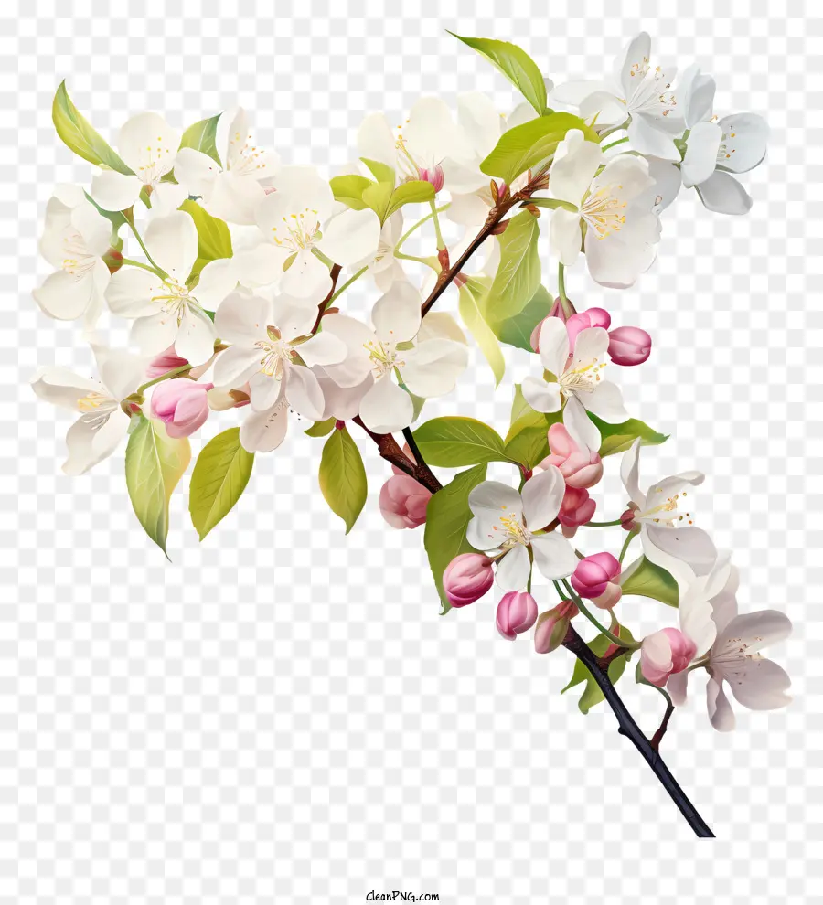 белый цвет，розовые и зеленые листья PNG