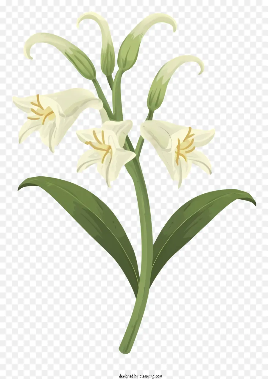 белый цветок，черный фон PNG