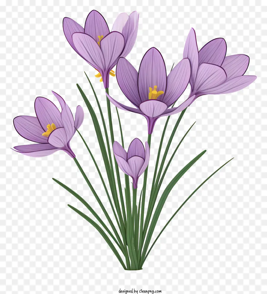 фиолетовые крокусы，цветущие цветы PNG