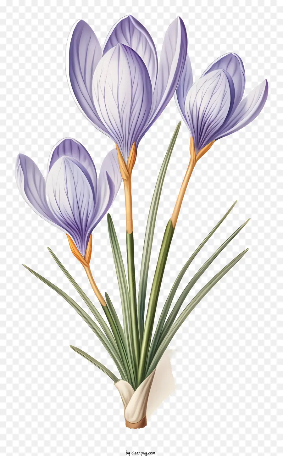 фиолетовые крокусы，весенние цветы PNG