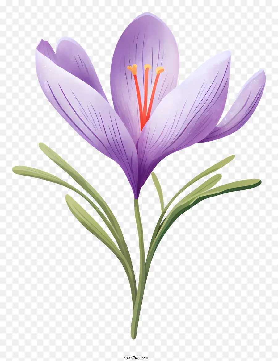 Фиолетовый крокус，цветок фотографии PNG