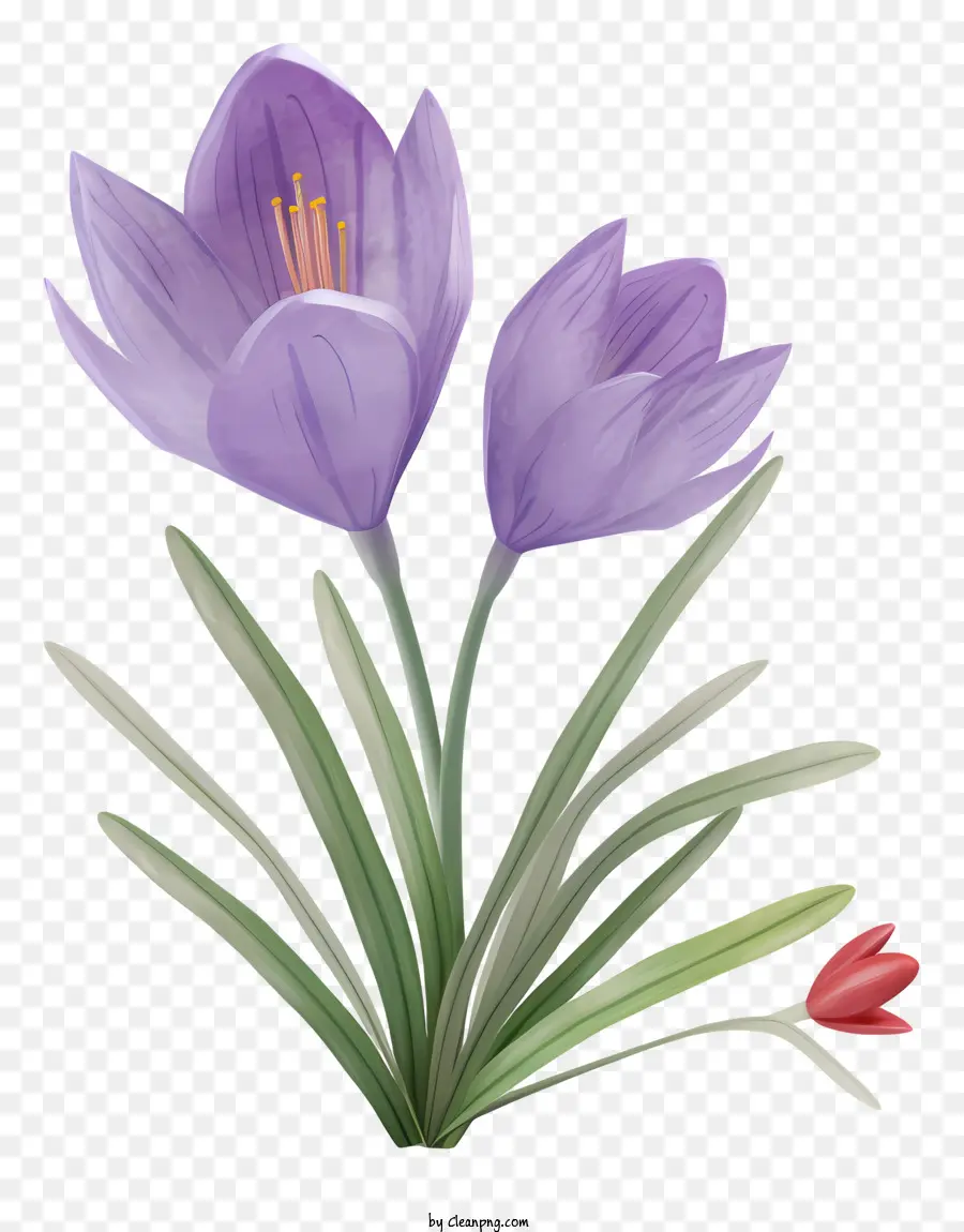 Crocus Flowers，фиолетовые крокусы PNG