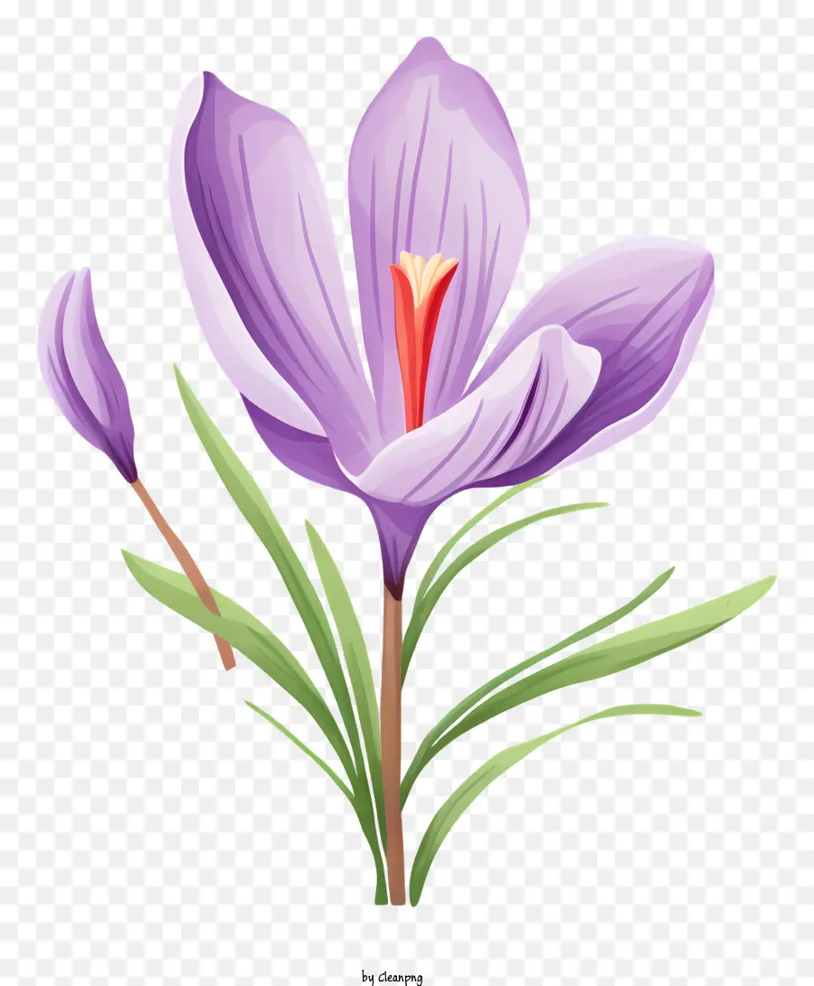 Цветок крокуса，Фиолетовый крокус PNG