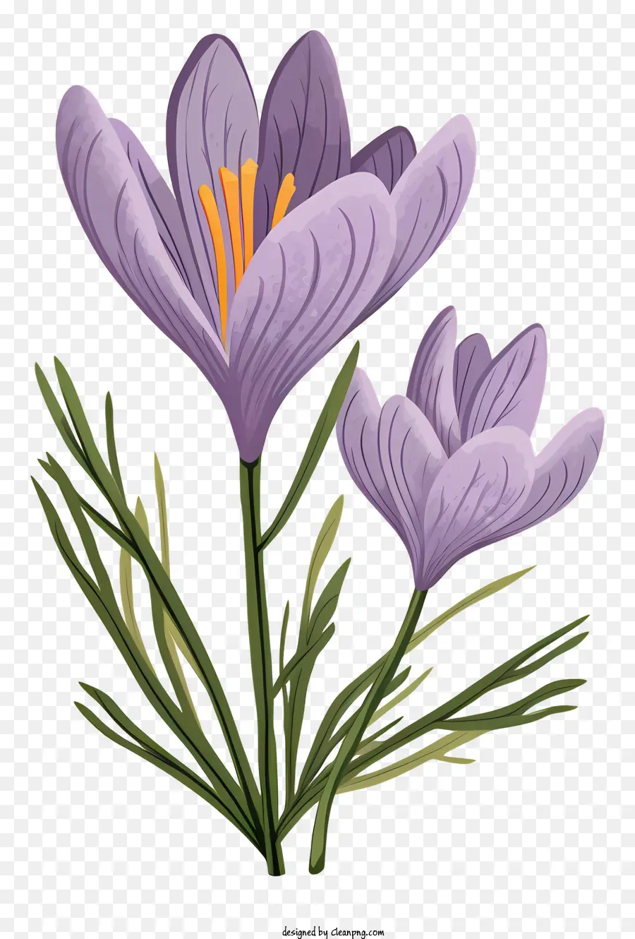 Крокус，фиолетовый цветок PNG