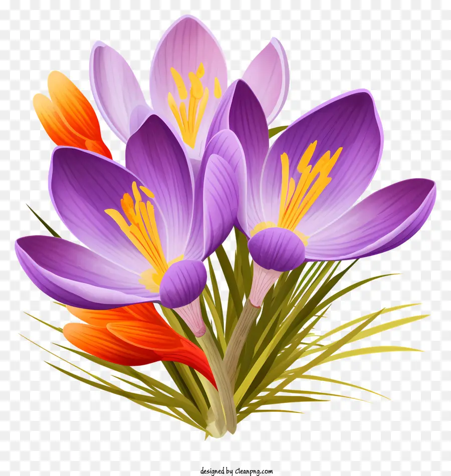 фиолетовые крокусы，весенние цветы PNG