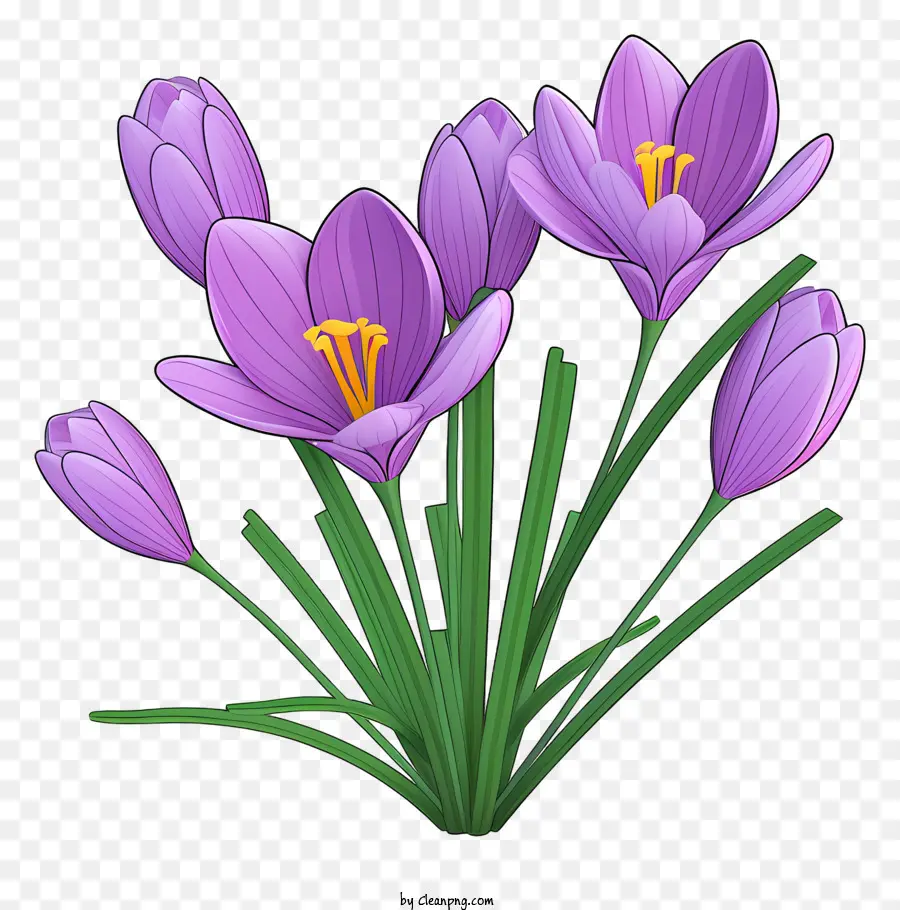 фиолетовые крокусы，Цветение крокусов PNG