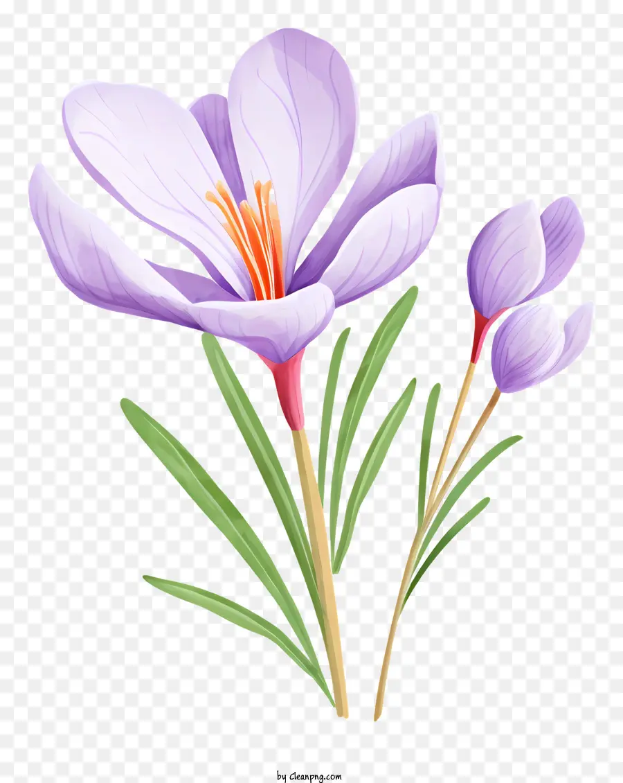 Цветок Скорзонеры，фиолетовый цветок PNG