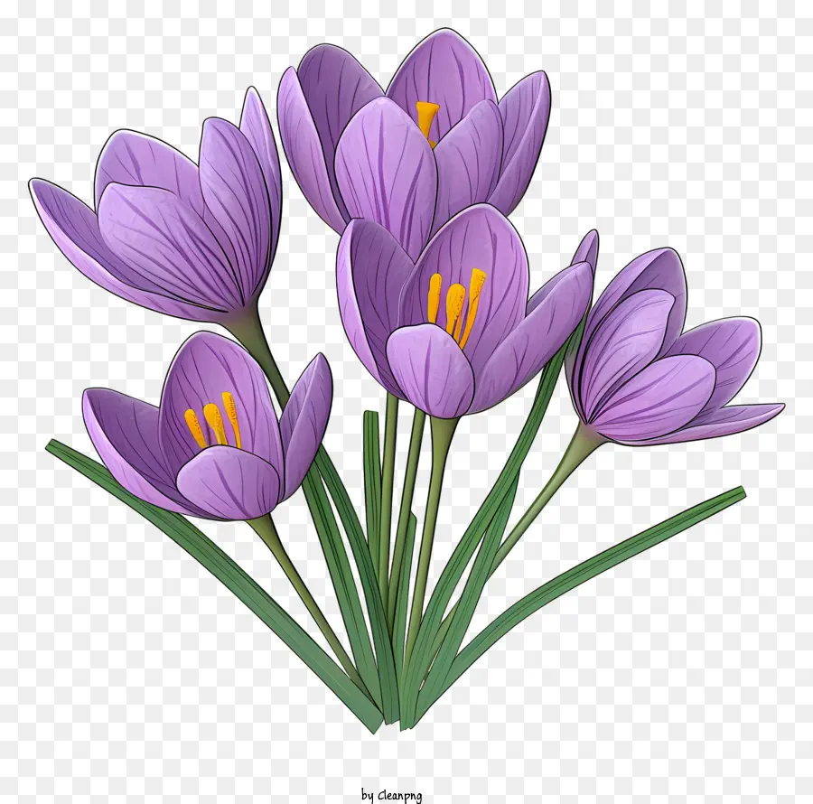 крокусы，фиолетовые цветы PNG