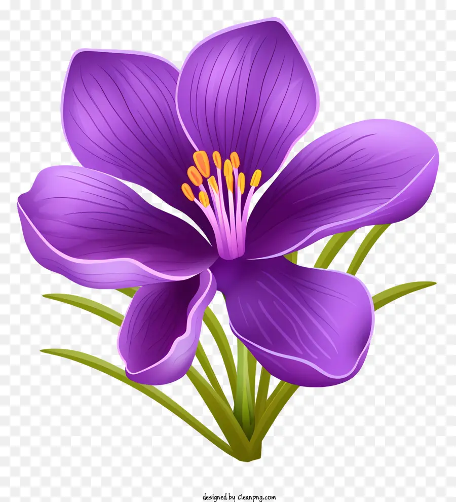 фиолетовый цветок，черный фон PNG