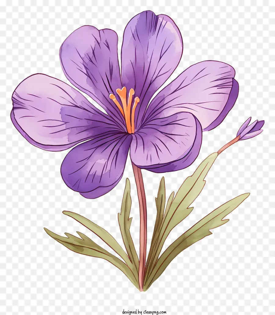 фиолетовый цветок，акварель цветок PNG