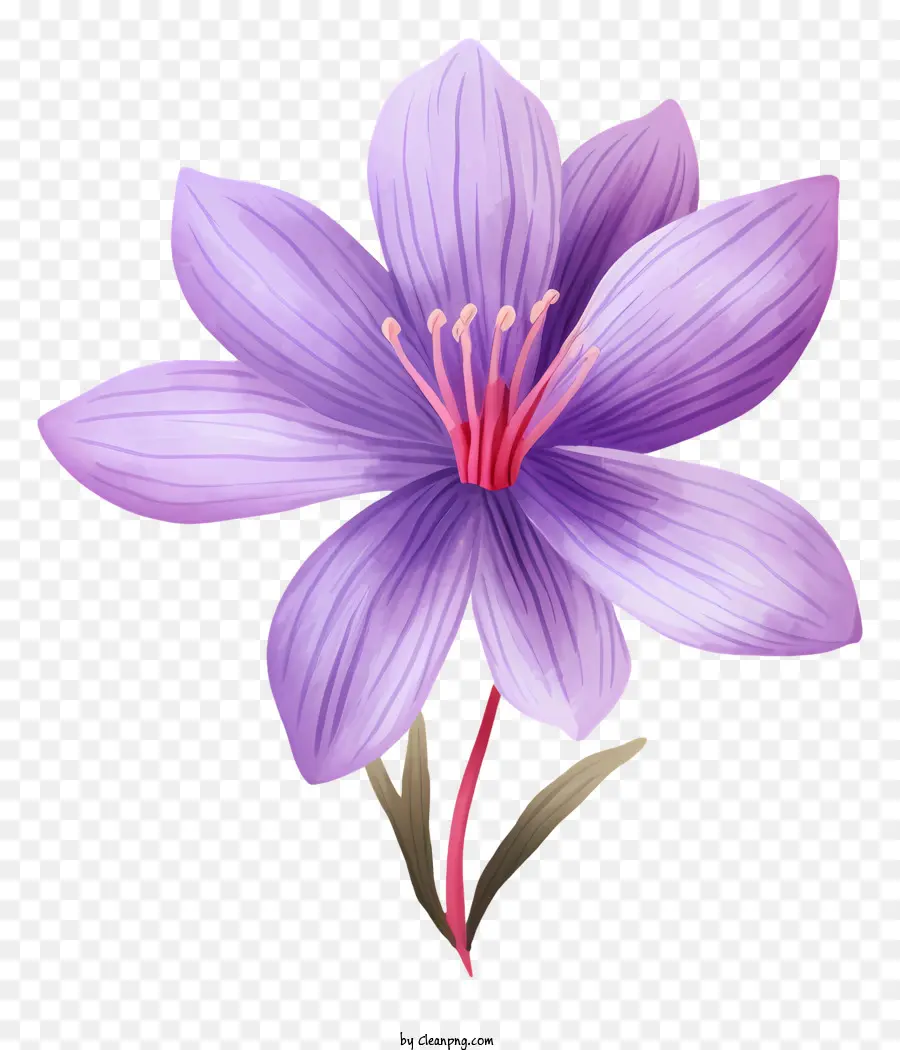 фиолетовый цветок，розоватые центры PNG