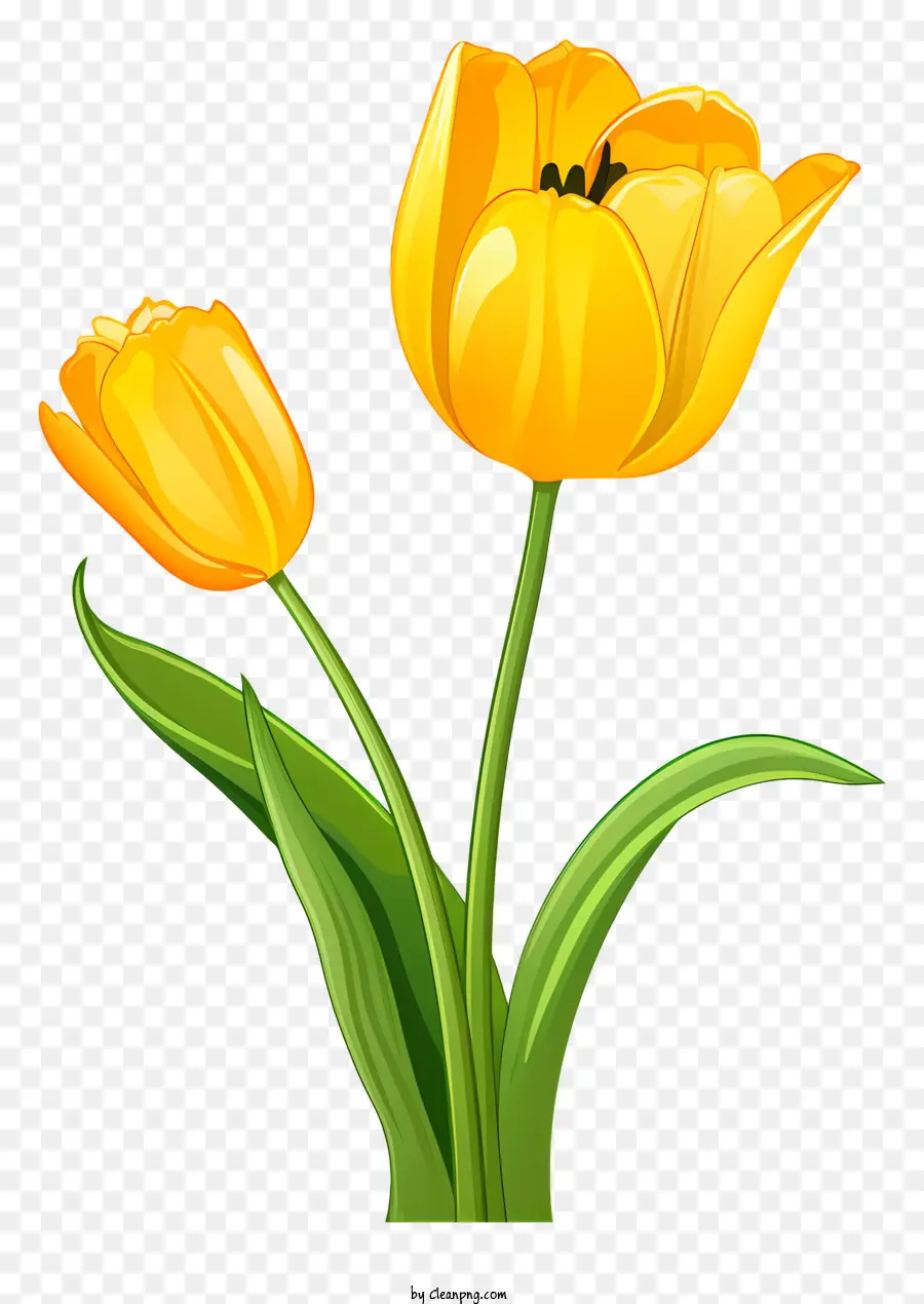 желтый тюльпан，цветок PNG