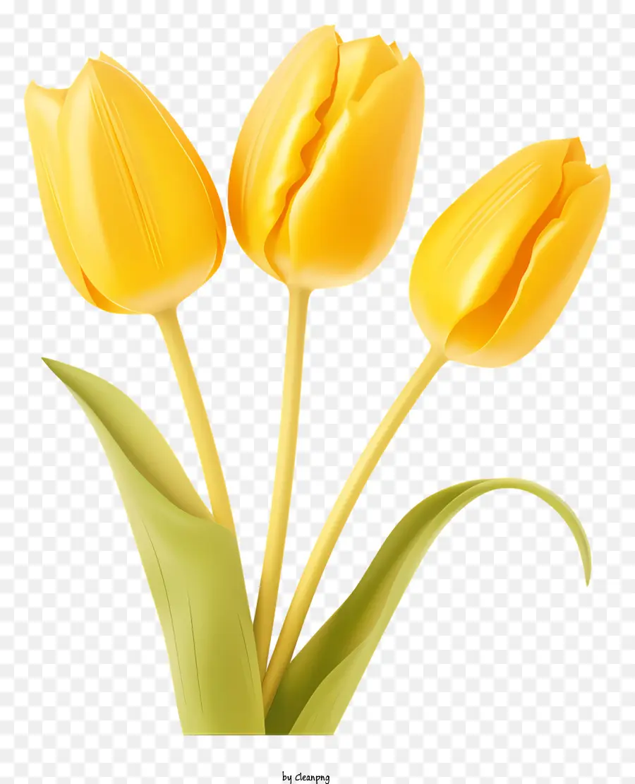 желтые тюльпаны，полном расцвете PNG