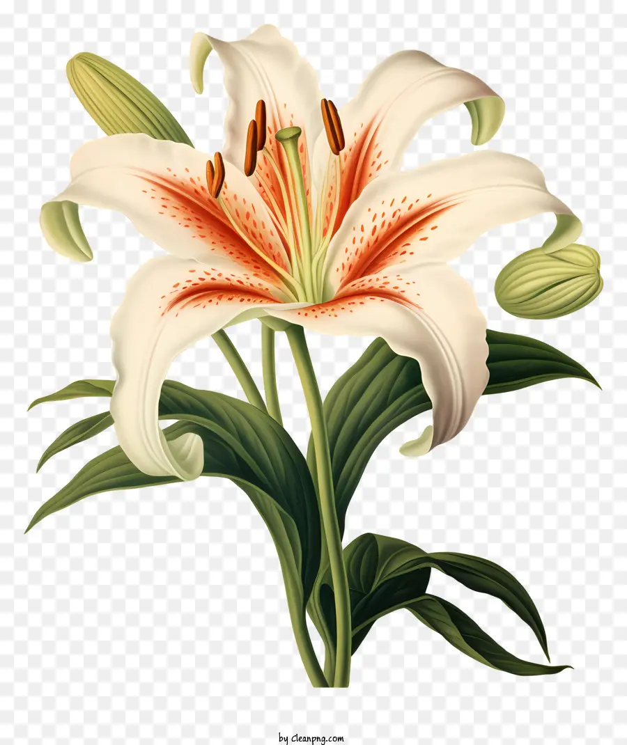 цветок лилии，белая Лилия PNG