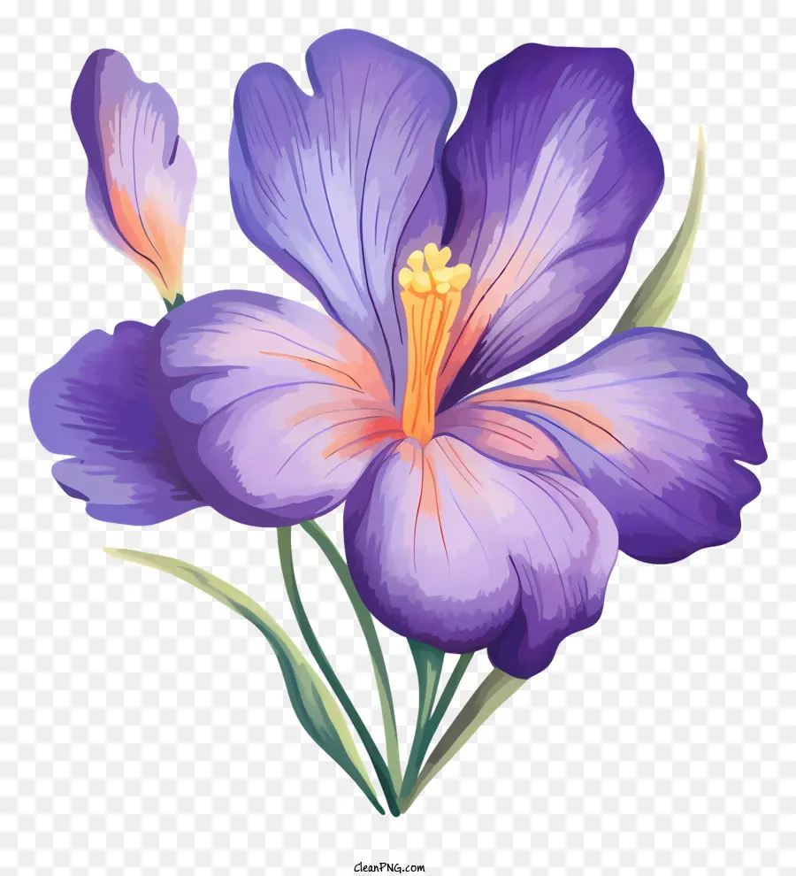 цветок，фиолетовые лепестки PNG