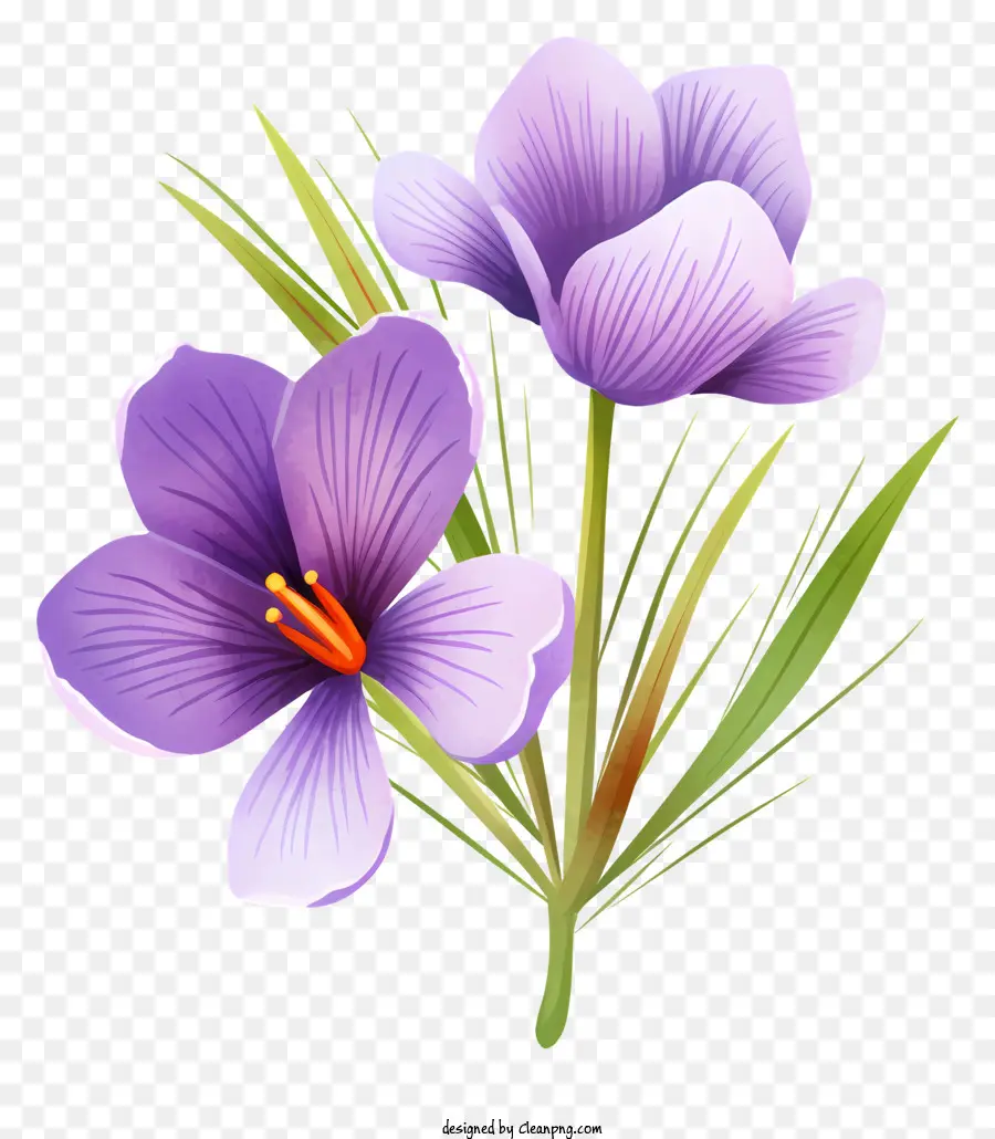 фиолетовые цветы，Closeup PNG