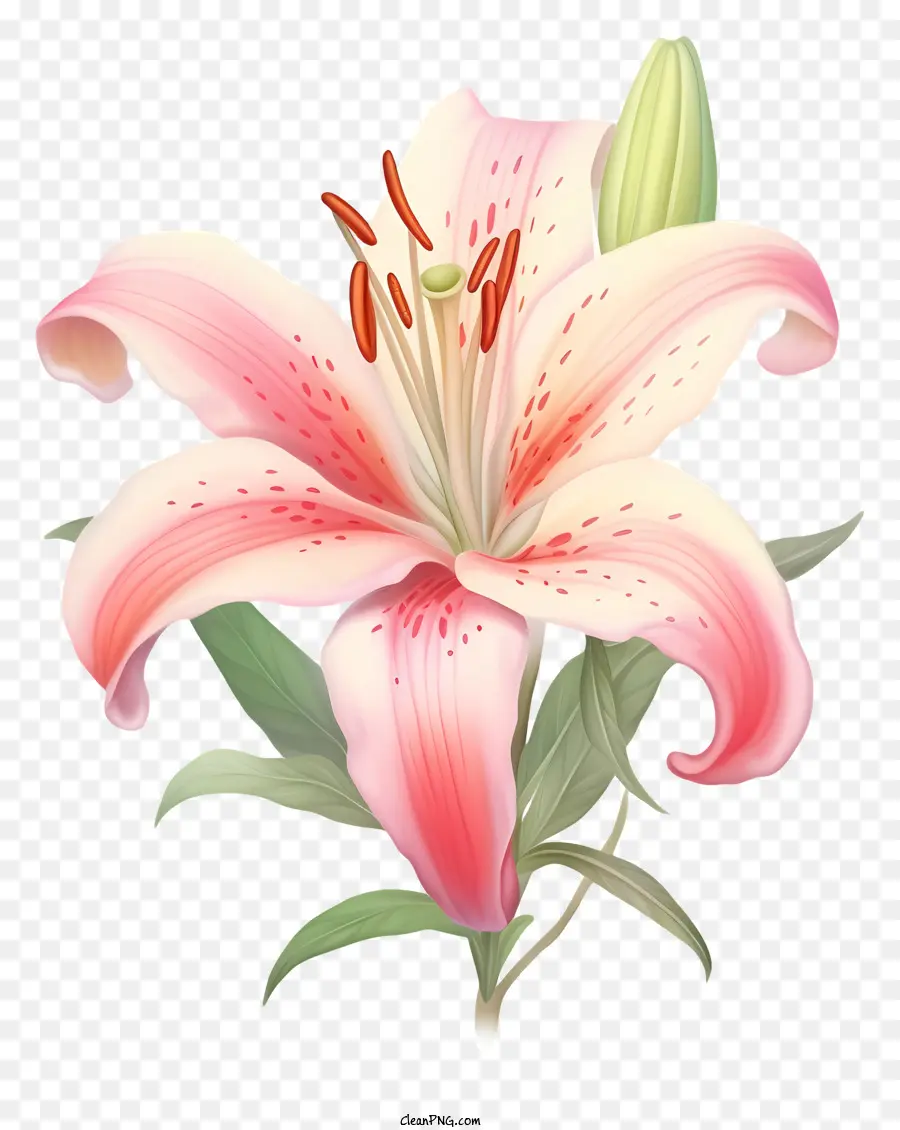 Розовый цветок лилии，пять лепестков PNG