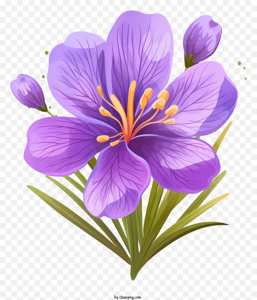 фиолетовый цветок，Белые лепестки PNG