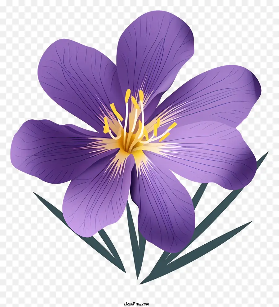 фиолетовый цветок，Желтый центр PNG