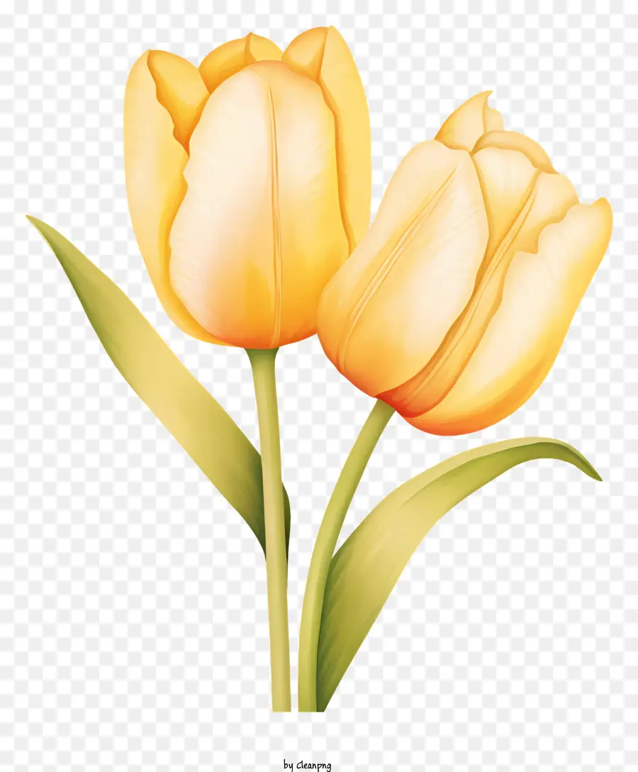 тюльпаны，оранжевые цветы PNG