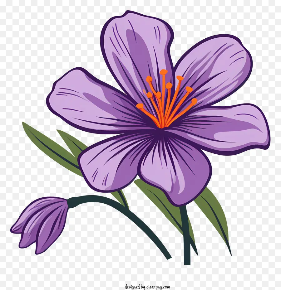 фиолетовый цветок，Белые лепестки PNG