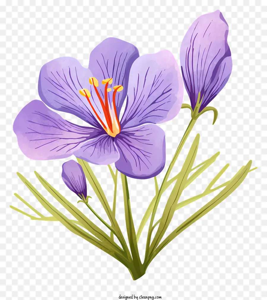 фиолетовый цветок，Длинные зеленые листья PNG