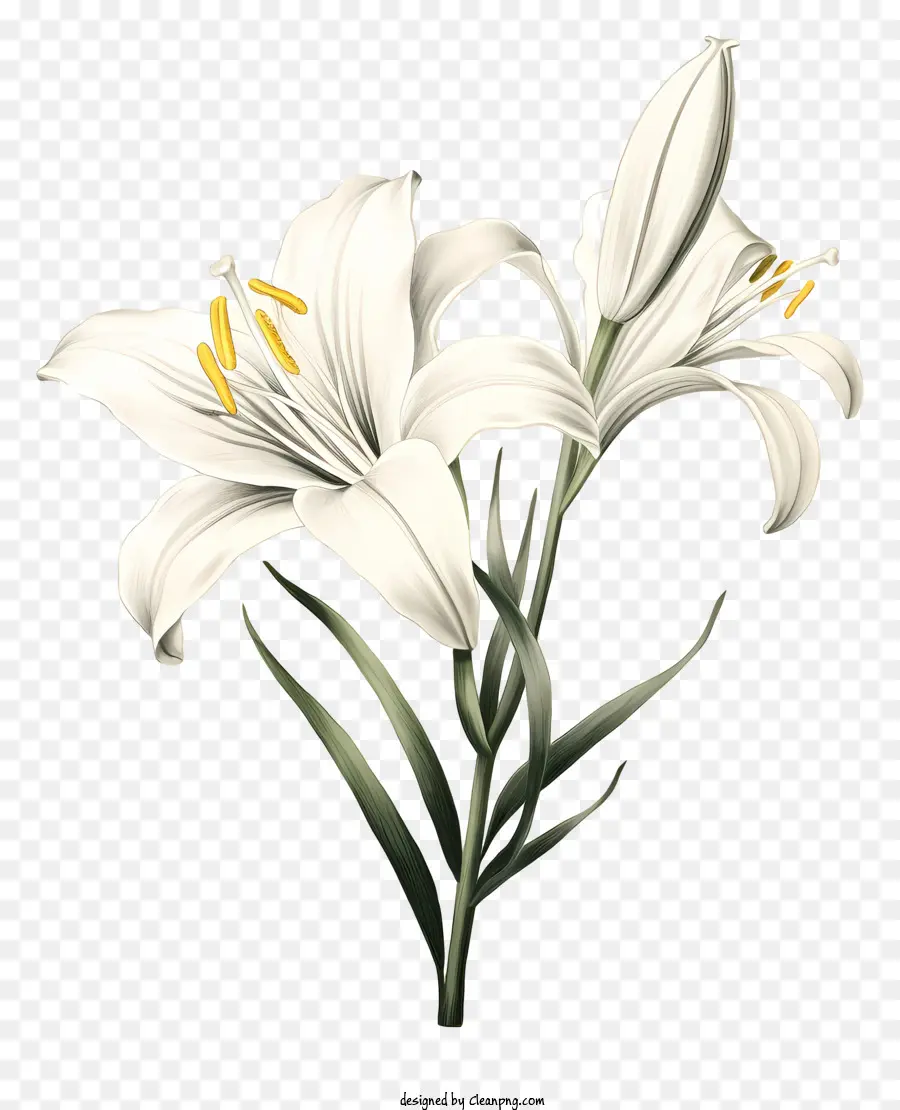 белая Лилия，цветок PNG