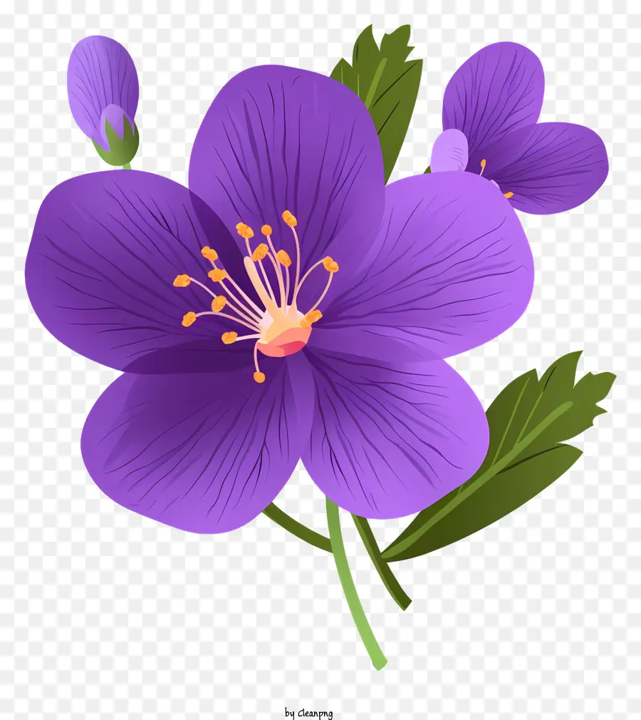 фиолетовый цветок，пять лепестков PNG