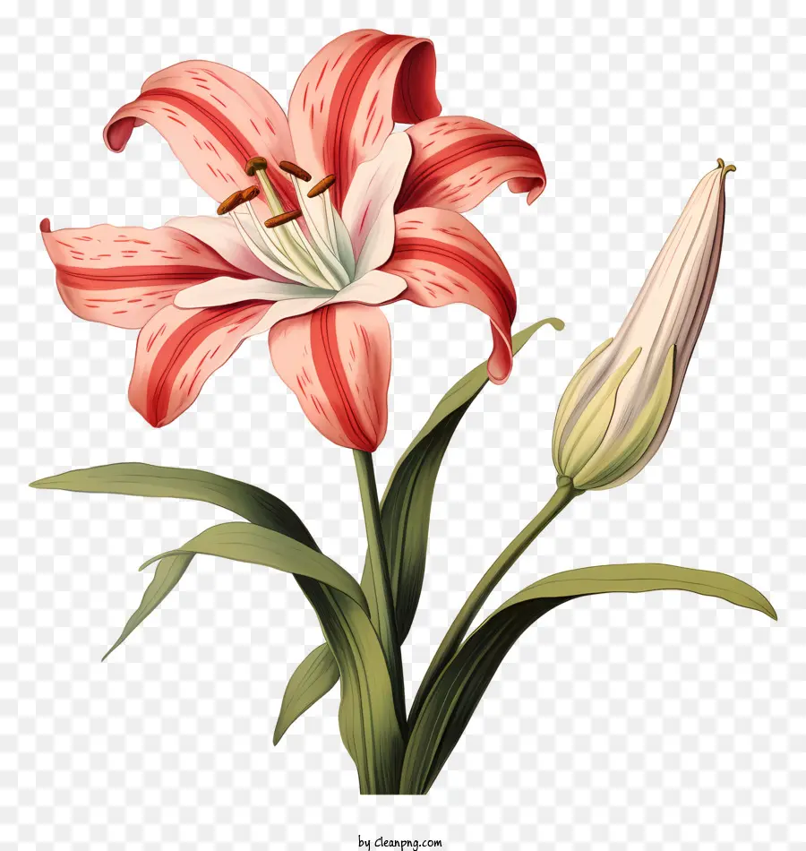розовая Лилия，иллюстрация цветок PNG