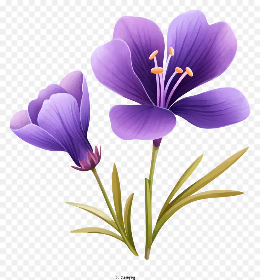 фиолетовый цветок，крупным планом PNG